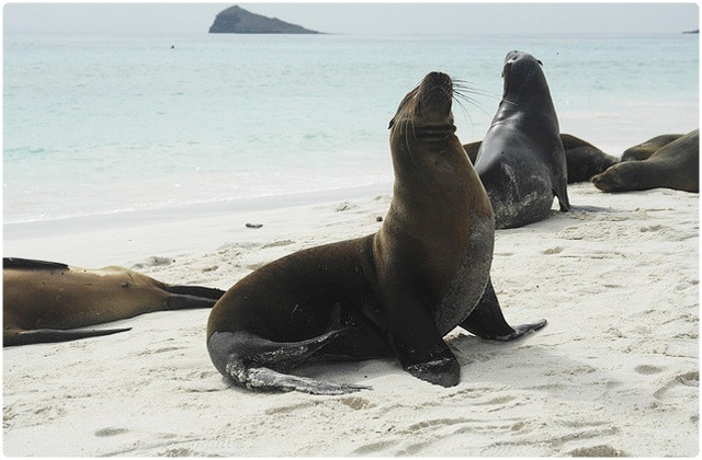 Sea lions | Galapagos