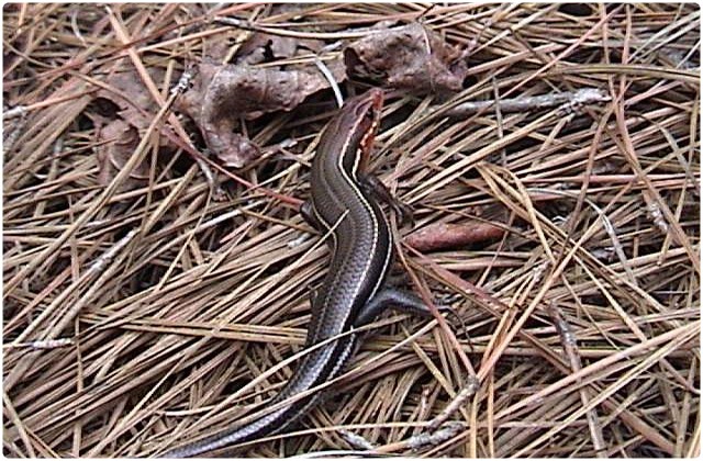 Southeastern five lined skink | Galapagos Islands