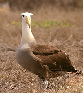 Waved Albatross (Dimeda irrorata)