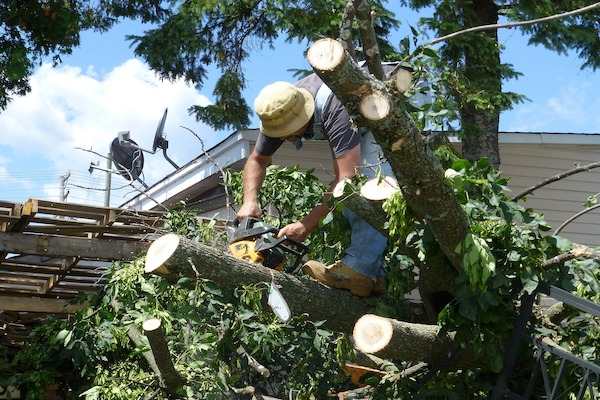 Tree Damage Removal