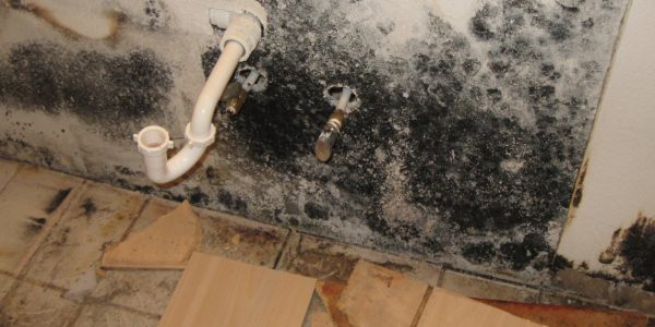 Mold Damage Company