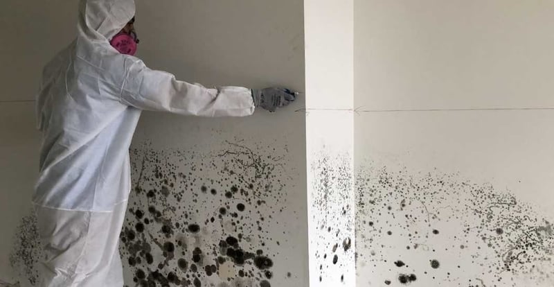 Professional Mold Removal