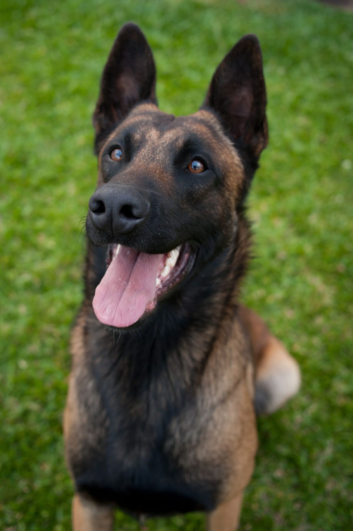 Ares, Macho Pastor Belga Malinois
