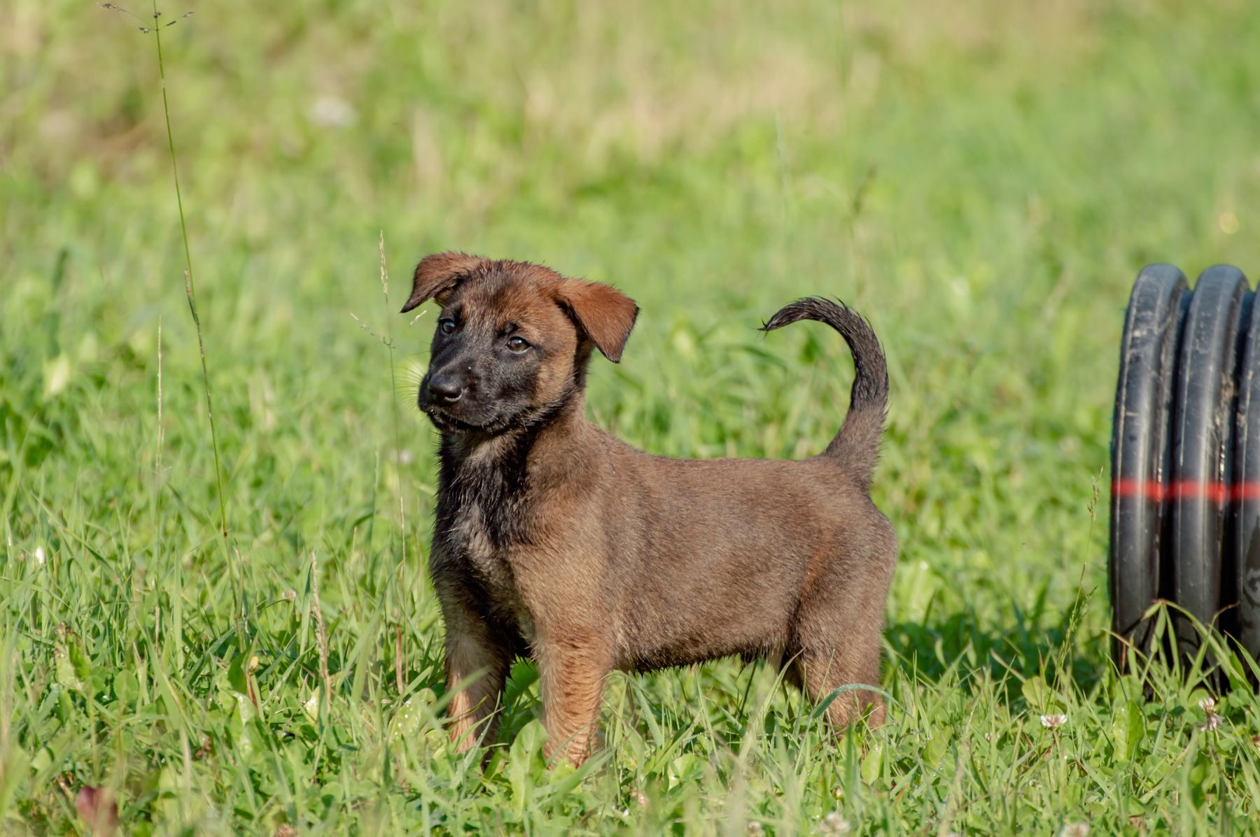 Cachorro macho, Macho Pastor Belga Malinois