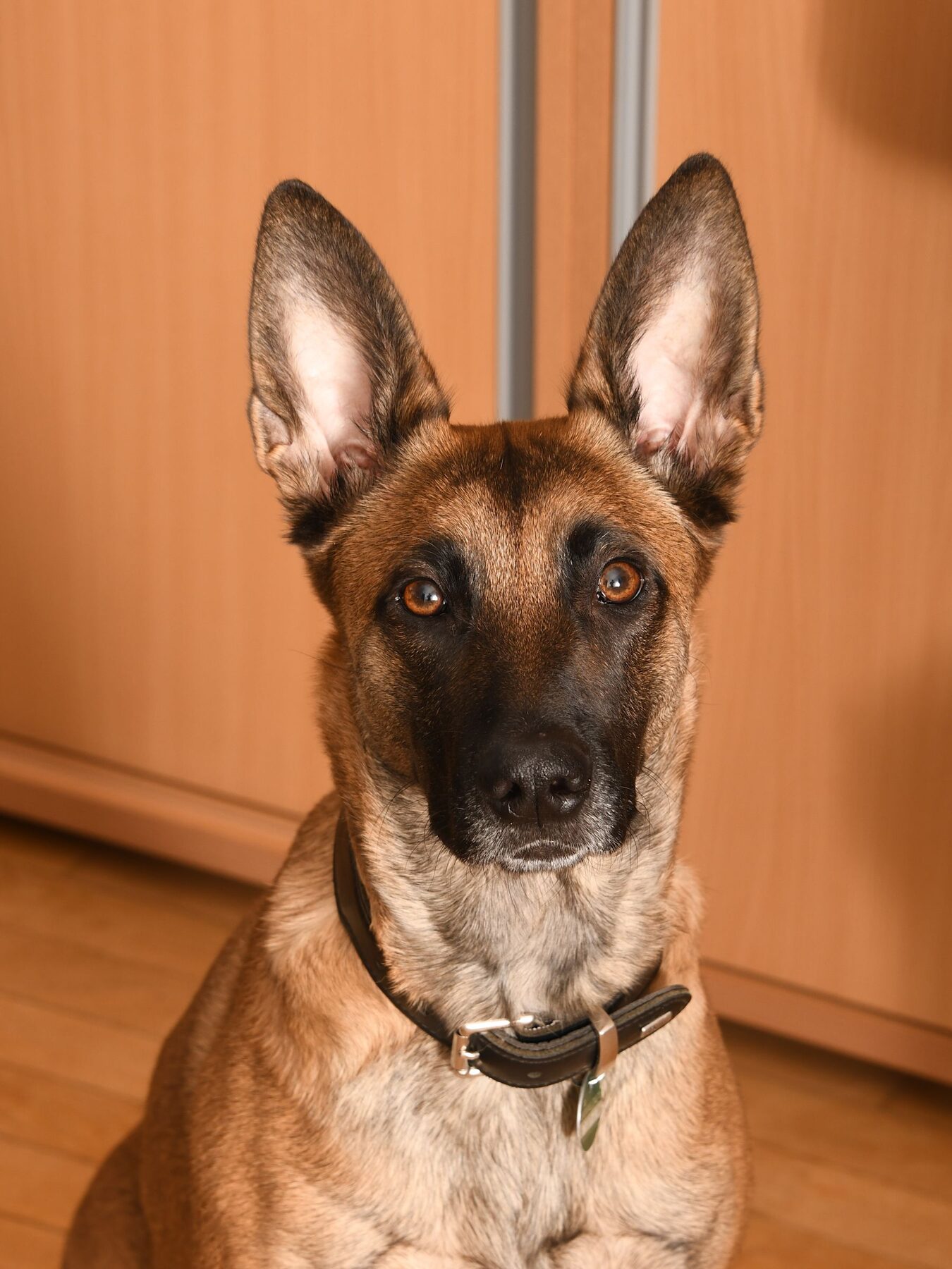 Luna, Hembra Pastor Belga Malinois