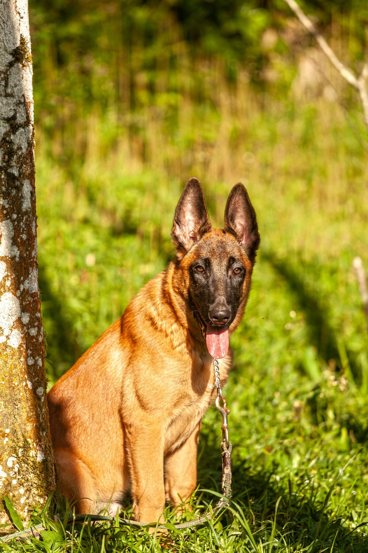 Rex, Macho Pastor Belga Malinois