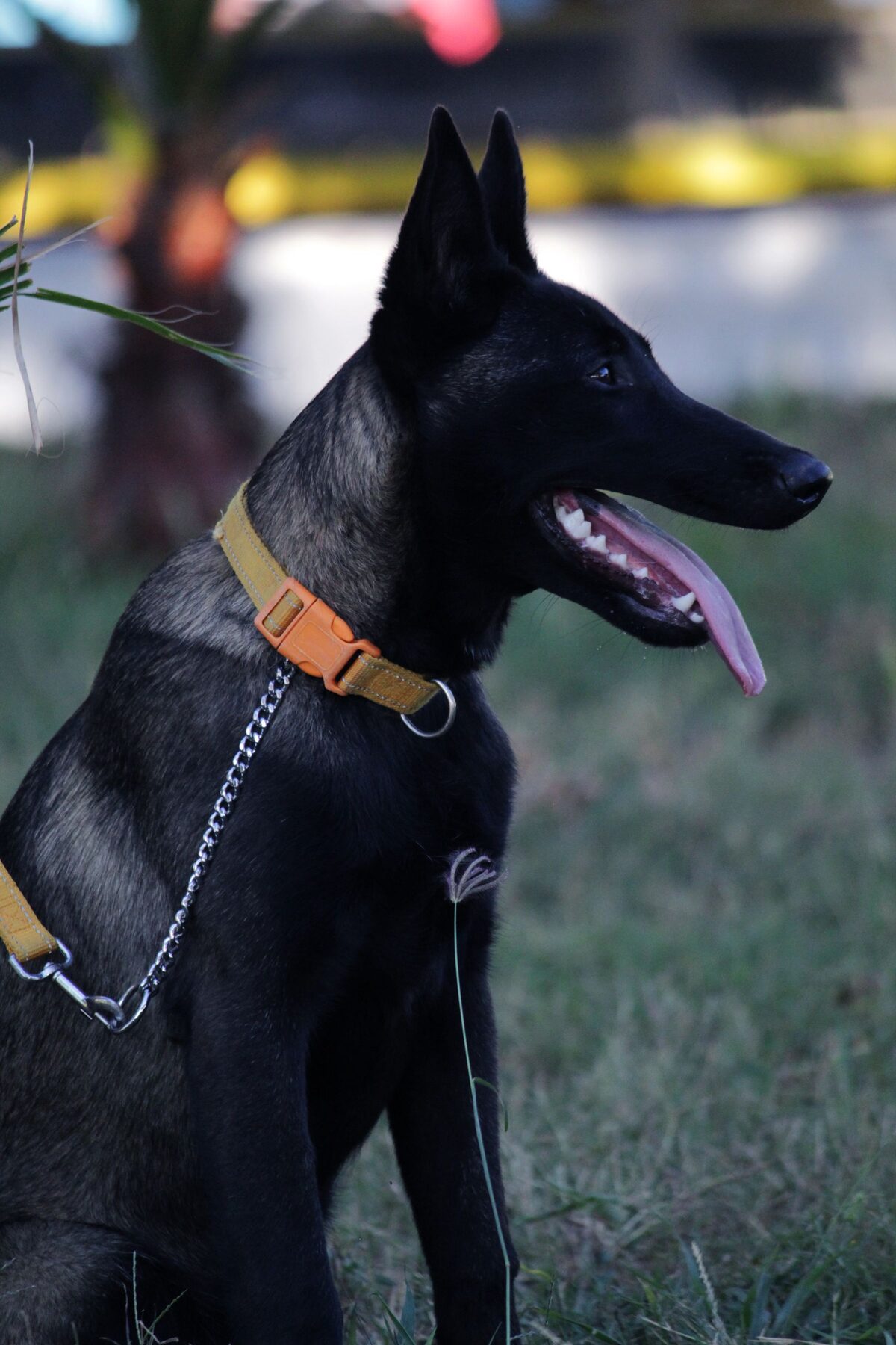 Thor, Macho Pastor Belga Malinois
