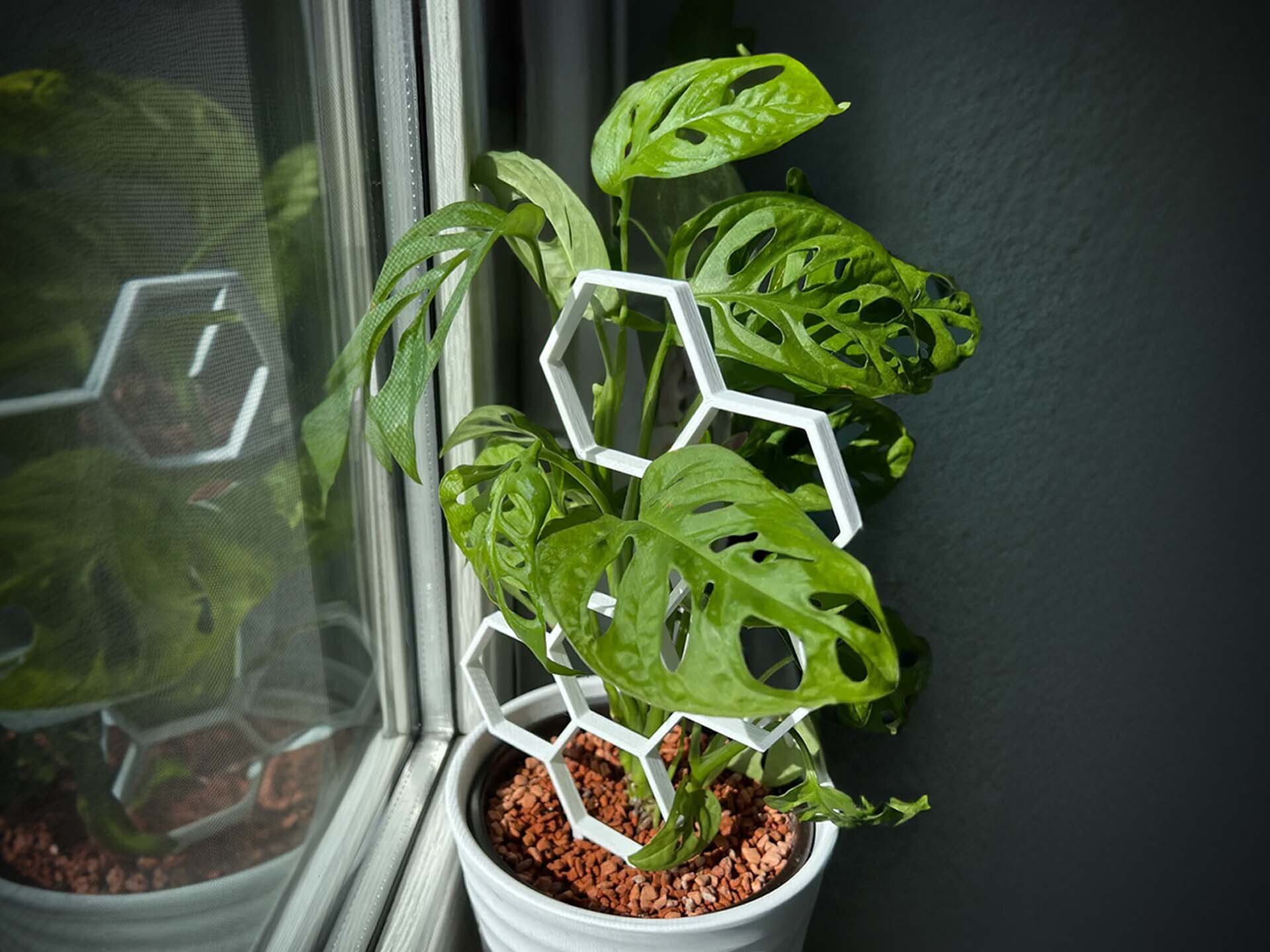 Plant Support / Plant Trellis / Hexagon / Honeycomb model by P_99, photo by Terk