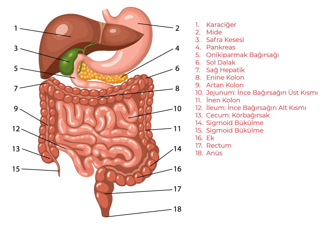 Sindirim Sistemi Organlar Ve G Revleri Pruva Akademi Yay Nc L K