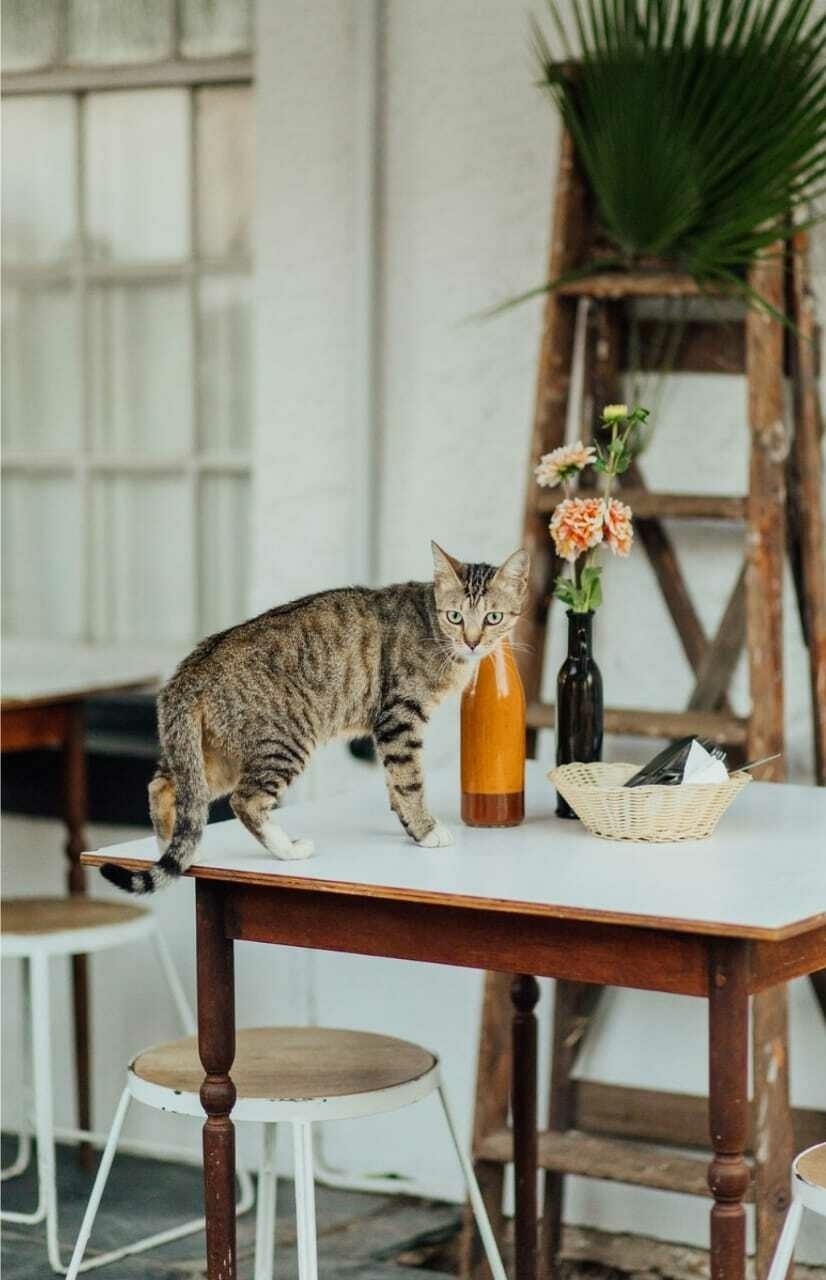 Osteria Prego & Wine Bar Wellington Diningcity.co.za