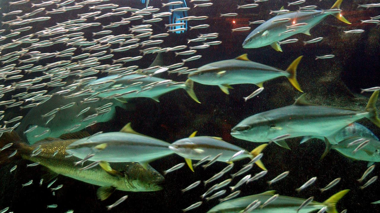 Deep sea fish swim