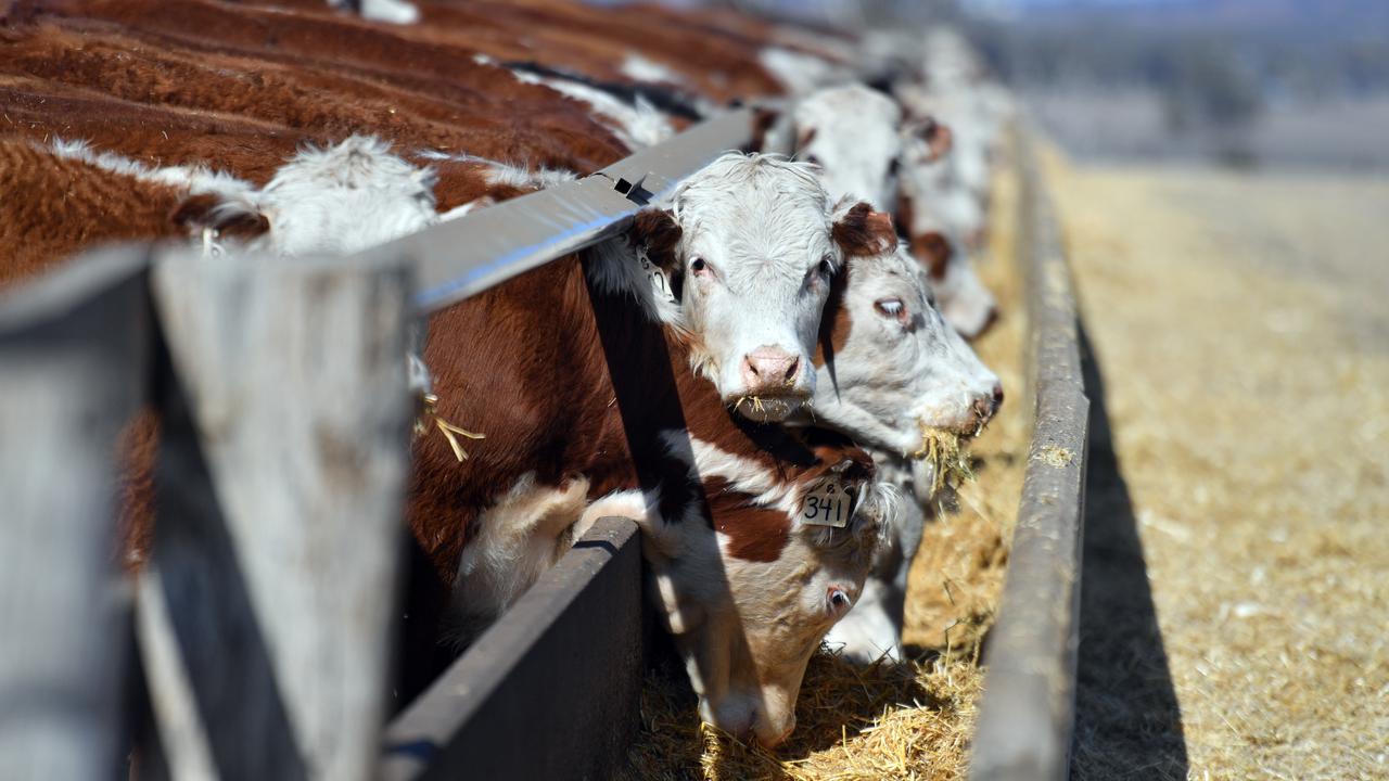Methane from cows is a major source of agricultural emissions.