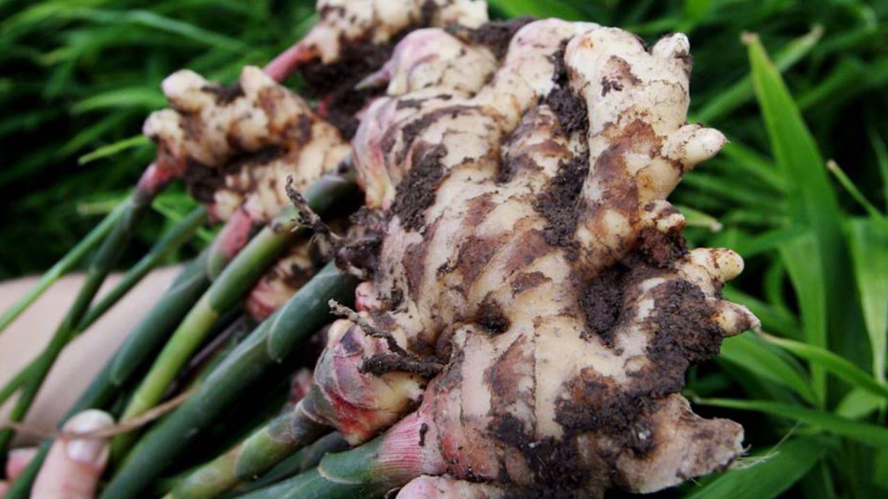 Ginger rhizome