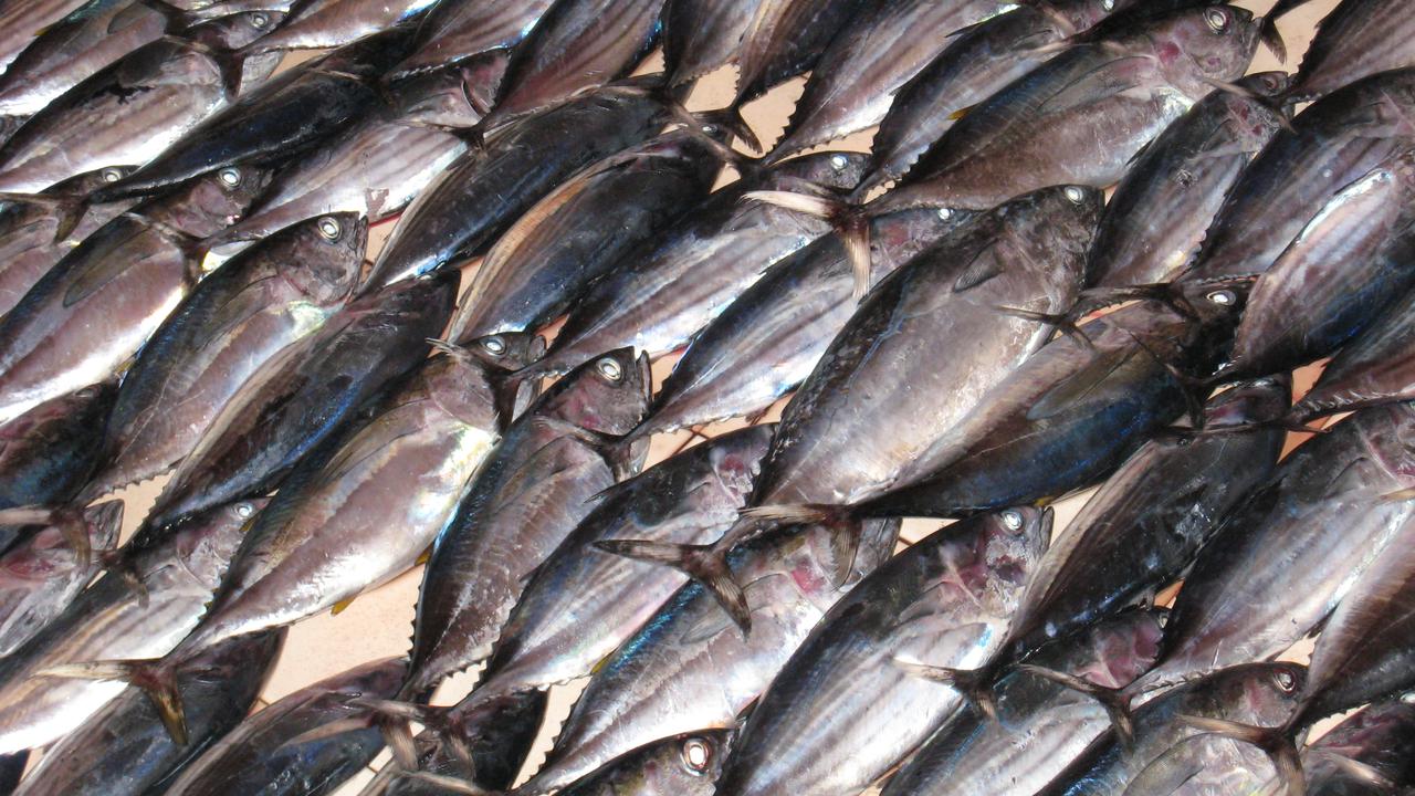 Fish on display at a market