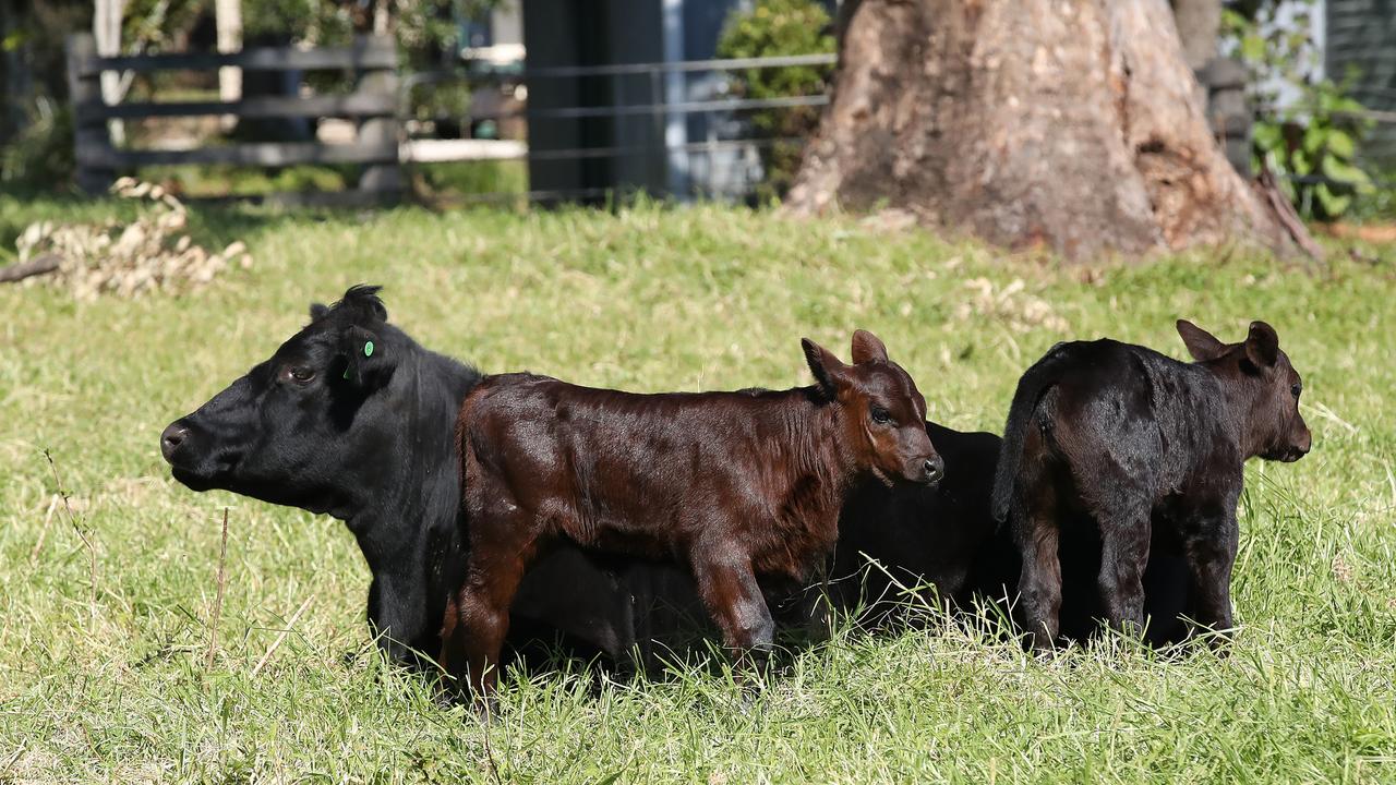 Cows