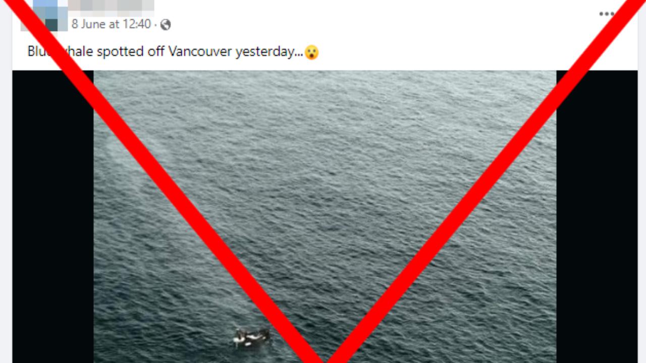 The photo of the blue whale posted on social media.