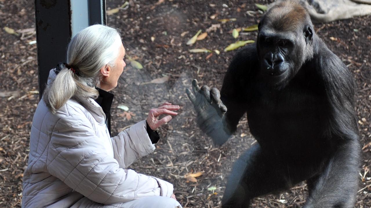 Dr Goodall interacts with a gorilla at Melbourne Zoo
