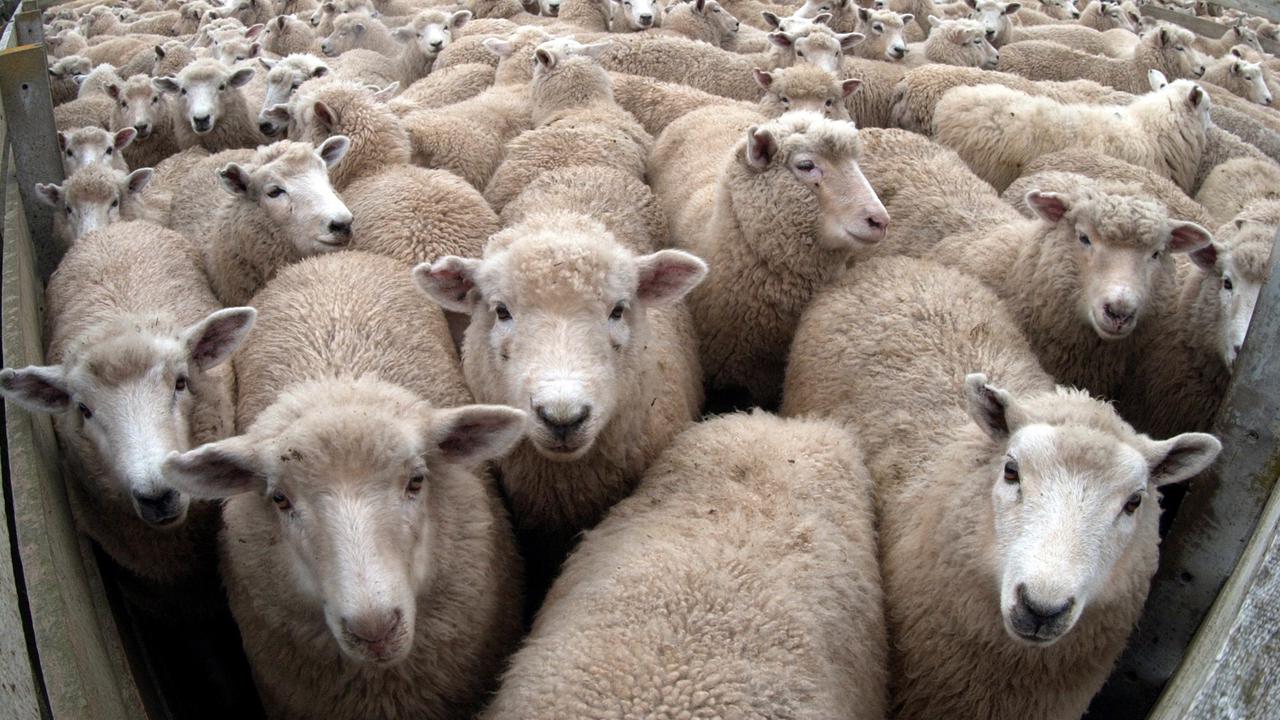Sheep in yards in New Zealand