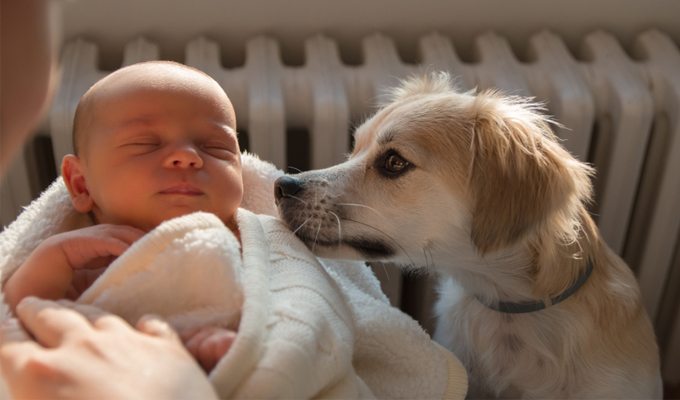 A chegada de um cão