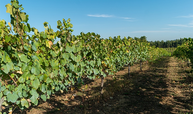 O triunfo do Vinho Verde