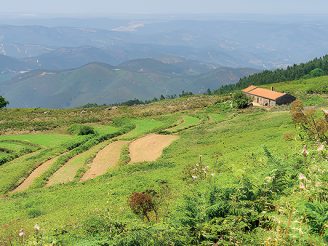 Vinhos do Algarve: aromáticos e com tradição