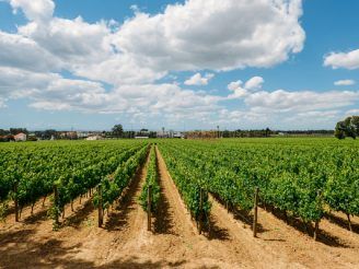 vinhos de Setúbal