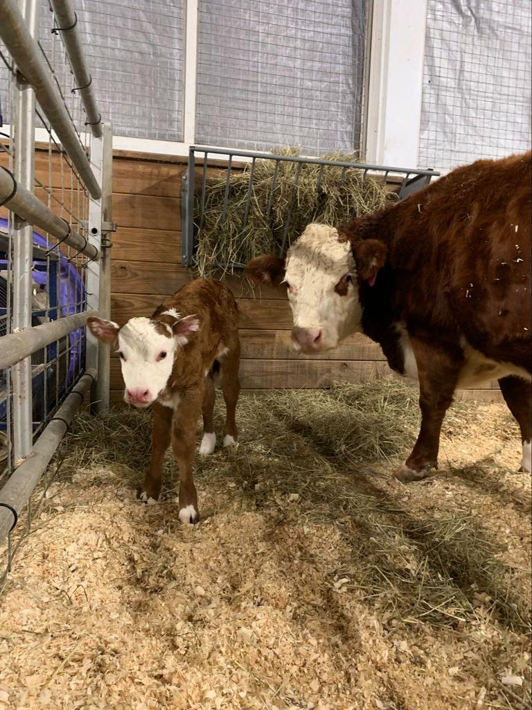 Unser erstes Kalb ist diese Woche geboren. Kalb und Mutter geht es gut.