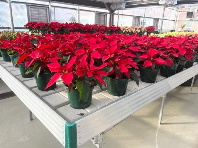 Who’s ready for the holidays! Horticulture is getting ready for their annual sale!