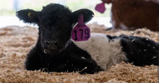 We hebben deze week verschillende nieuwe kalfjes geboren op de boerderij, waaronder deze beauty!