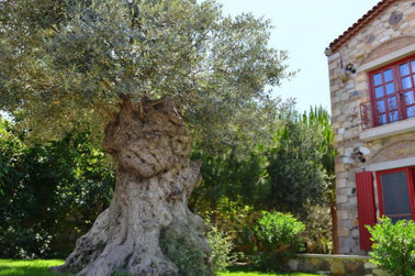 Alaçatı Zeytin Konak Otel Genel Görünüm 111