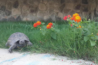 Gala Selimiye Otel Genel Görünüm 361