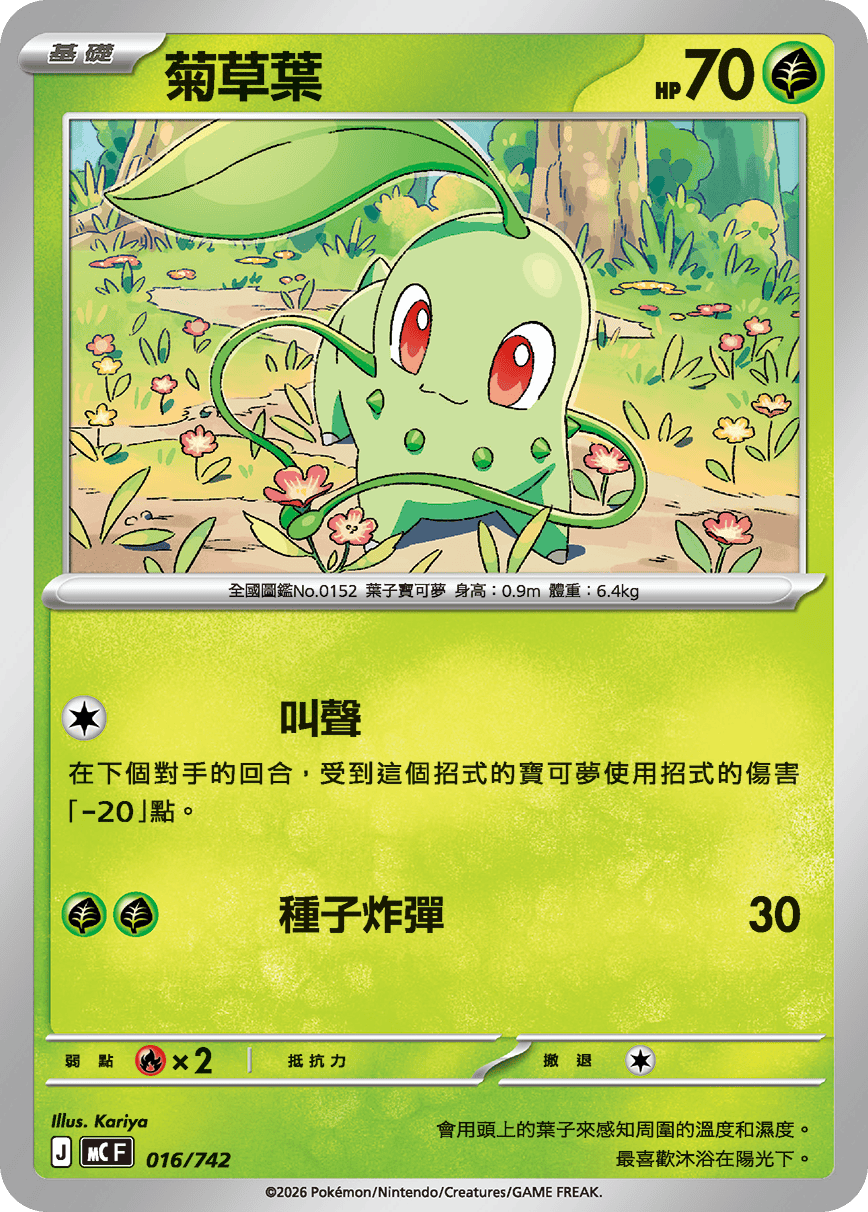 菊草葉