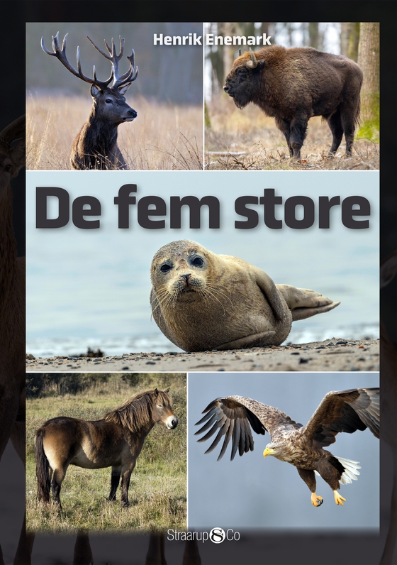 De fem store