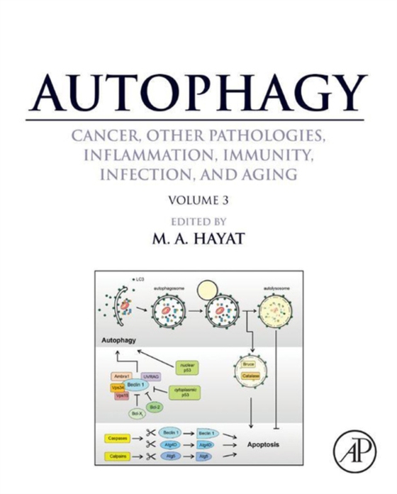 Autophagy: Cancer, Other Pathologies, Inflammation, Immunity, Infection, and Aging