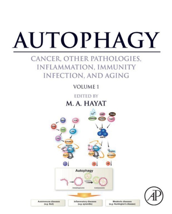 Autophagy: Cancer, Other Pathologies, Inflammation, Immunity, Infection, and Aging