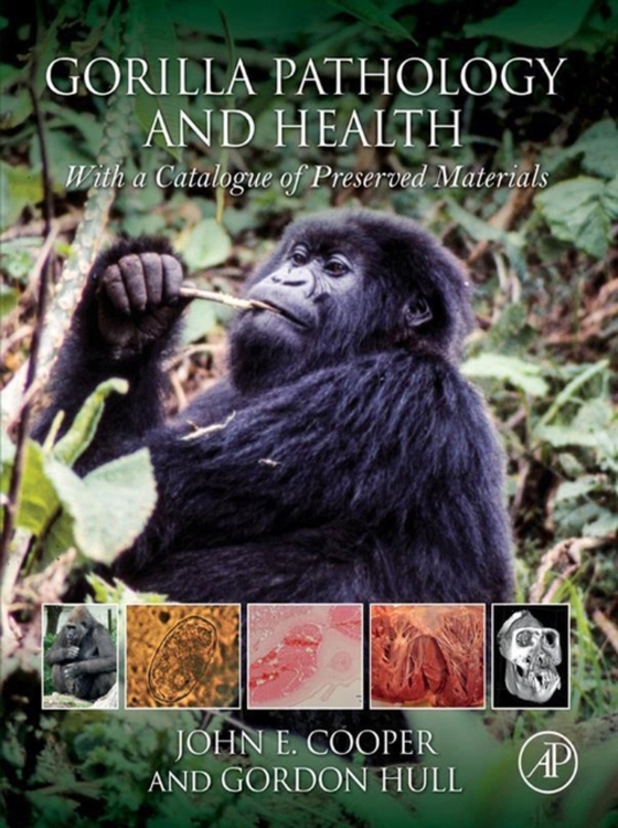 Gorilla Pathology and Health (e-bog) af Hull, Gordon