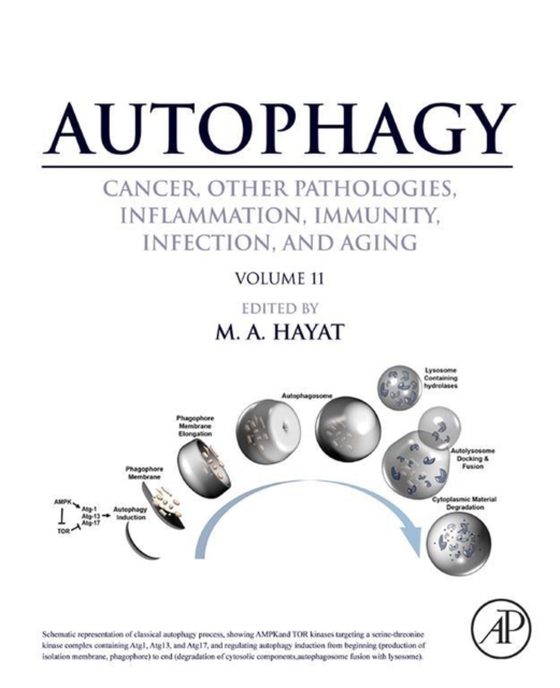 Autophagy: Cancer, Other Pathologies, Inflammation, Immunity, Infection, and Aging (e-bog) af -