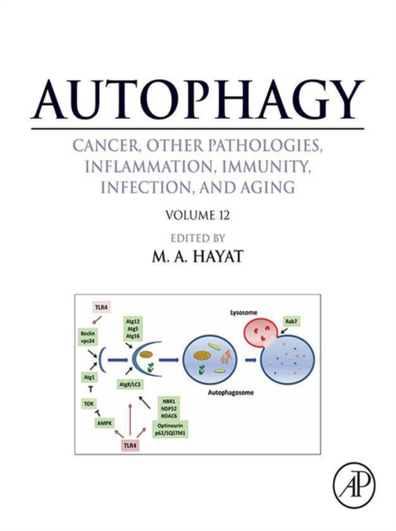 Autophagy: Cancer, Other Pathologies, Inflammation, Immunity, Infection, and Aging (e-bog) af -