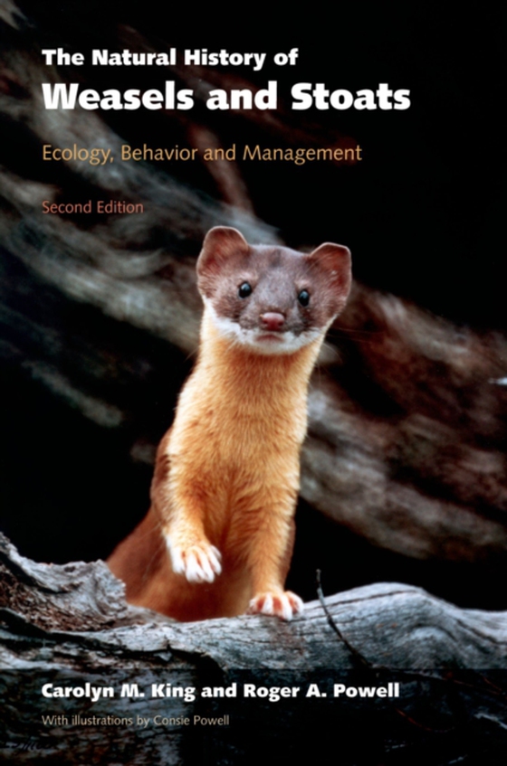 Natural History of Weasels and Stoats (e-bog) af Powell, Roger A.