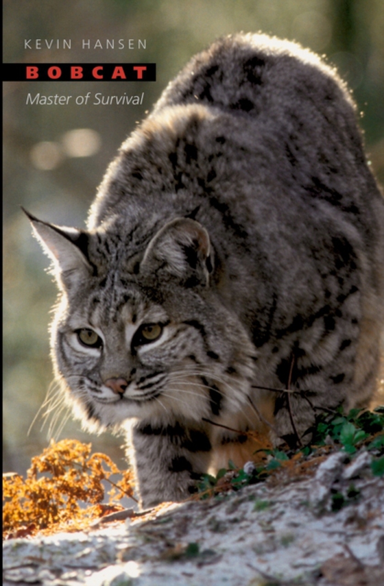 Bobcat (e-bog) af Hansen, Kevin