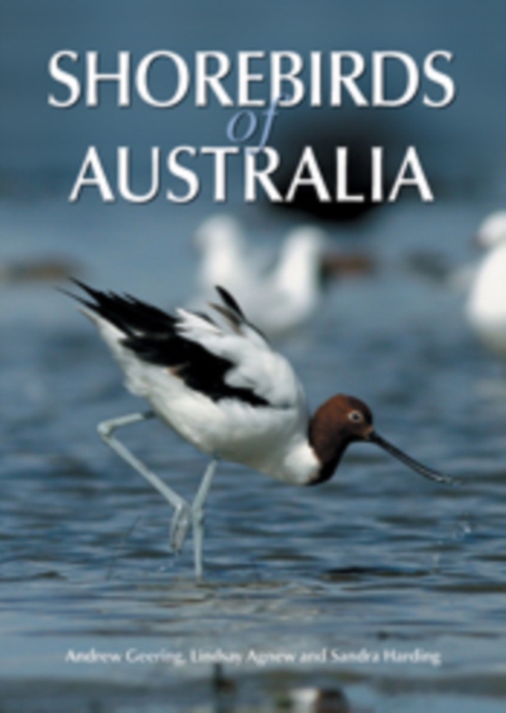 Shorebirds of Australia (e-bog) af -