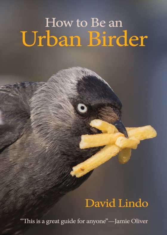 How to Be an Urban Birder (e-bog) af Lindo, David