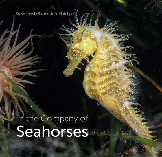 In the Company of Seahorses (e-bog) af Hatcher, Julie