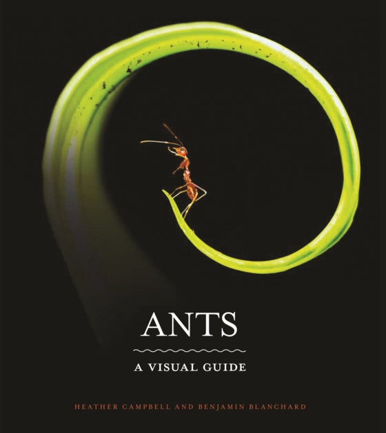 Ants