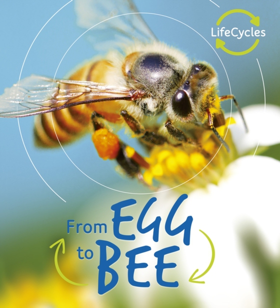 Lifecycles: Egg to Bee