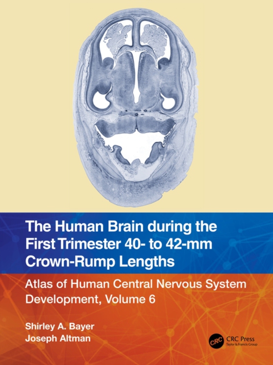 Human Brain during the First Trimester 40- to 42-mm Crown-Rump Lengths