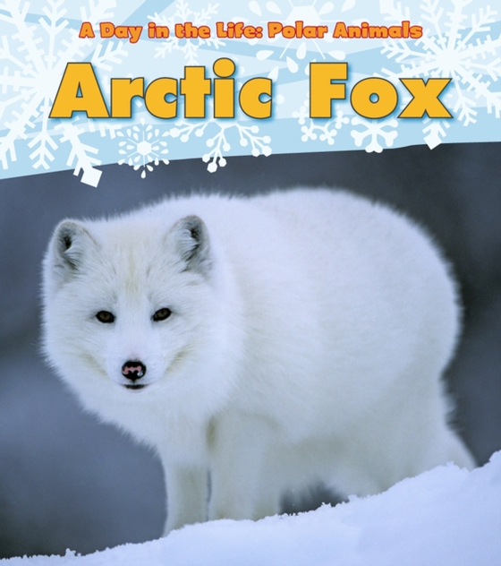 Arctic Fox