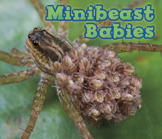 Minibeast Babies