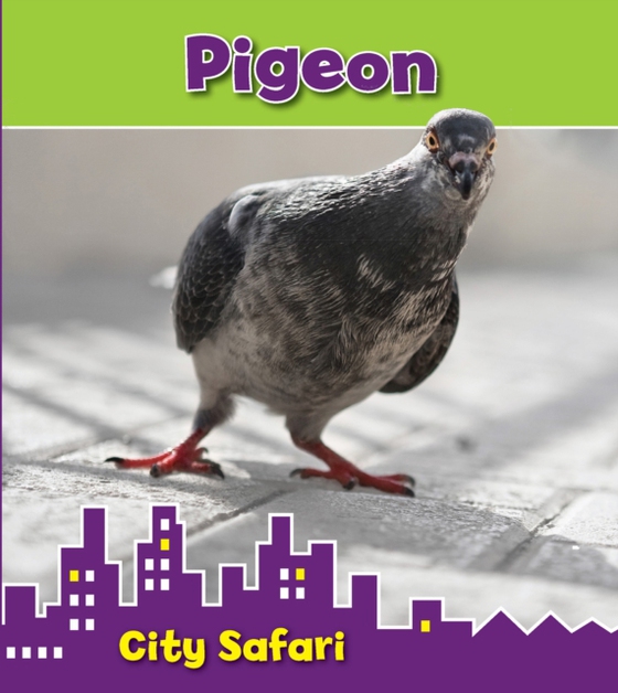 Pigeon