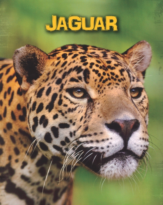 Jaguars (e-bog) af Guillain, Charlotte